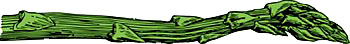 asparagus spear