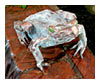copper frog